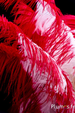 Strauss premium - 50-60 cm - creme-rot